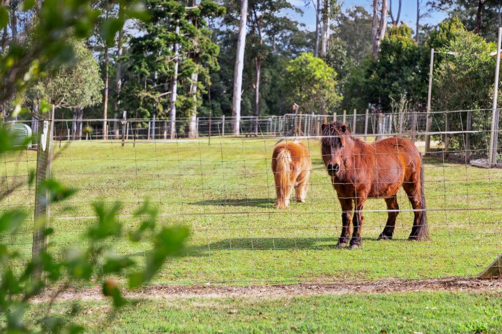 199 Commissioners Flat Rd, Peachester, QLD 4519