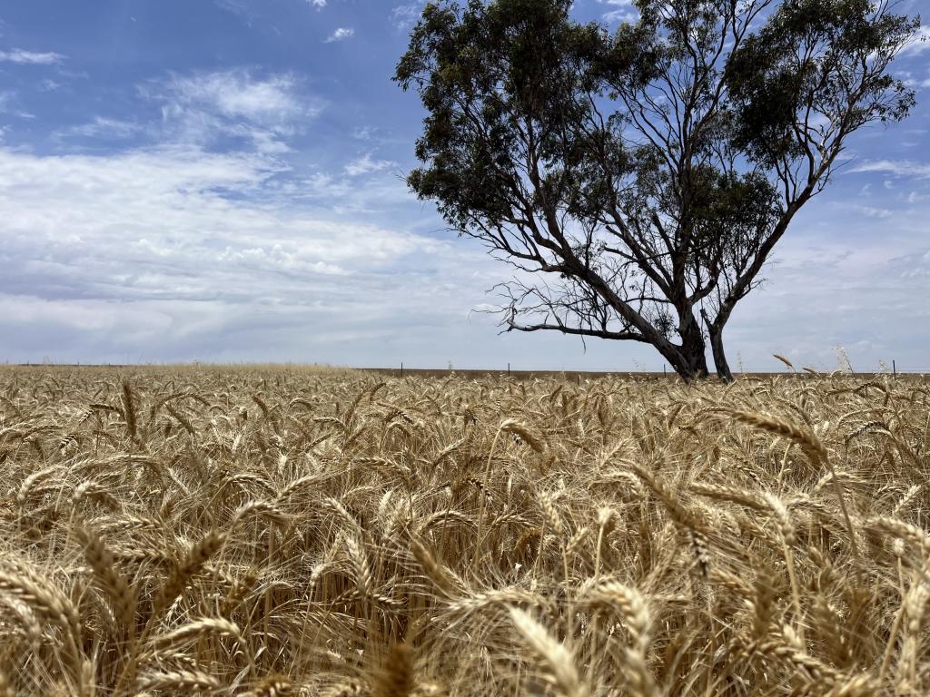 . 'Mckays', Cunderdin, WA 6407