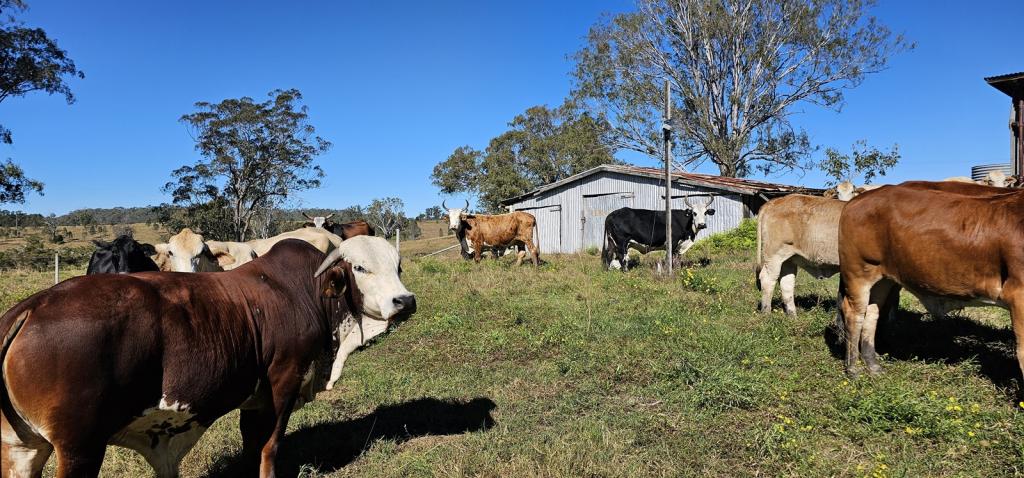 981 Old Dyraaba Rd, Lower Dyraaba, NSW 2470