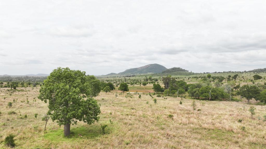 "Green Yards" Scotts Road, Theodore, QLD 4719