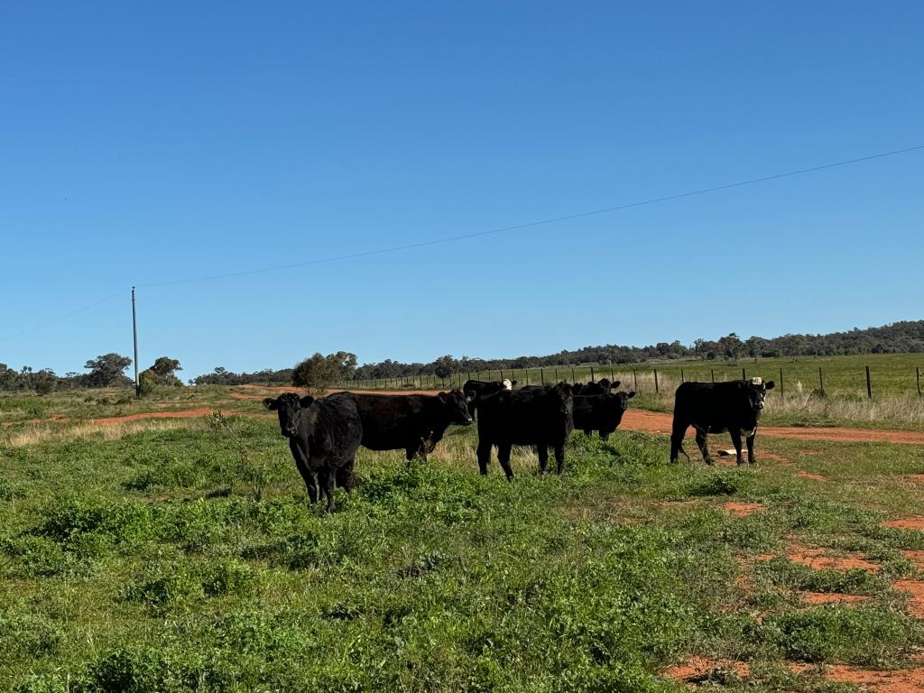 2823 Hermidale Nymagee Rd, Hermidale, NSW 2831