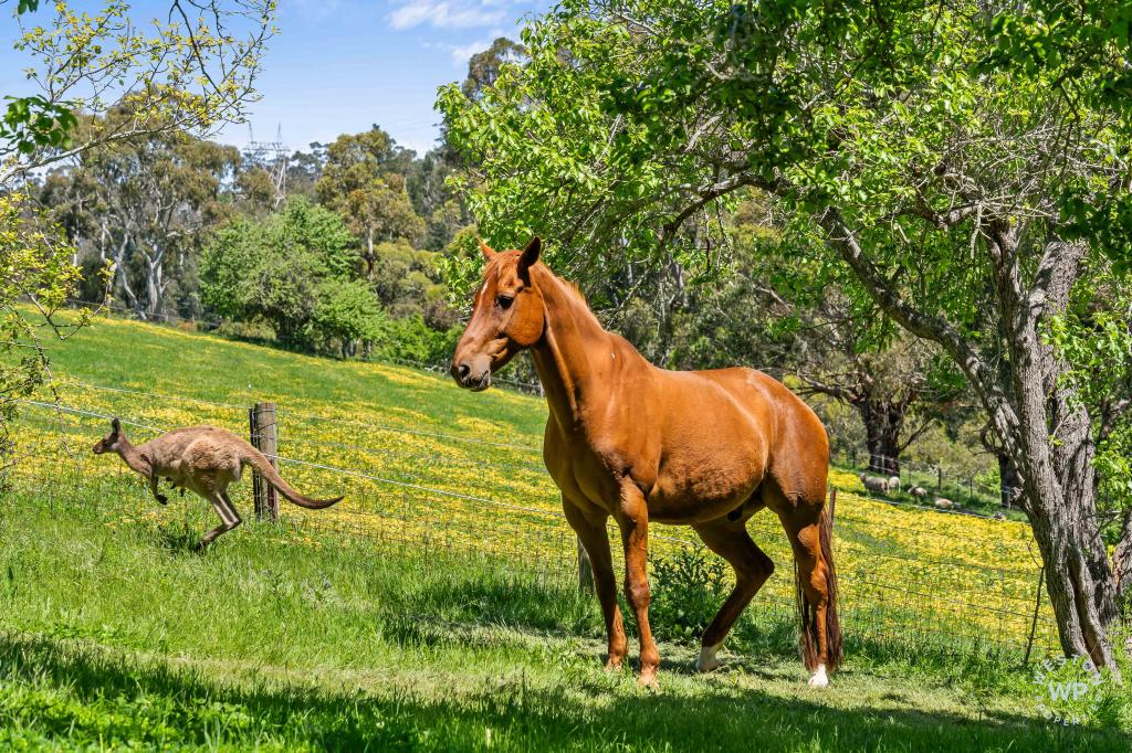 255 Sturt Valley Rd, Upper Sturt, SA 5156