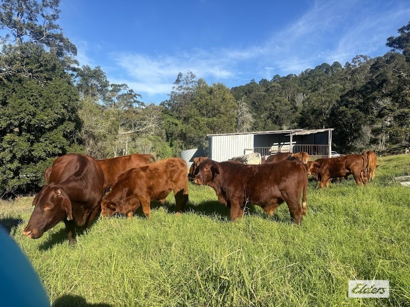 155 Vidoni Rd, Mount Delaney, QLD 4514