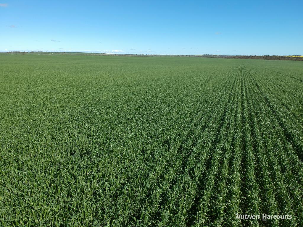 2174 Nanekine Rd, Mingenew, WA 6522