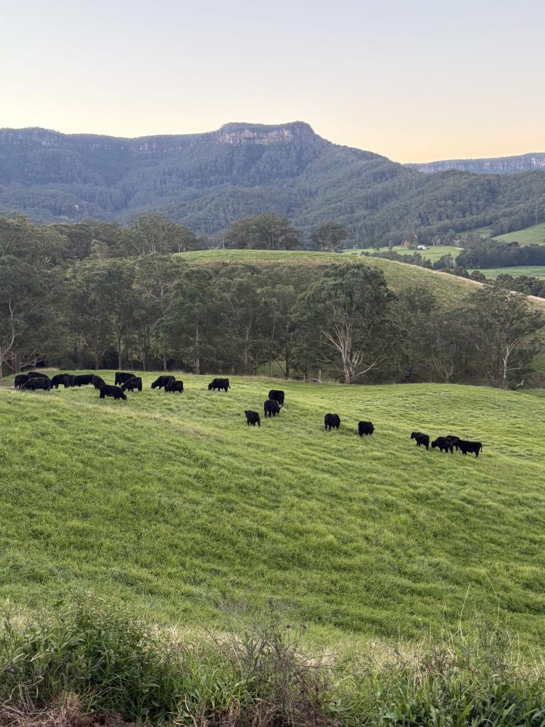 2393 Moss Vale Rd, Kangaroo Valley, NSW 2577