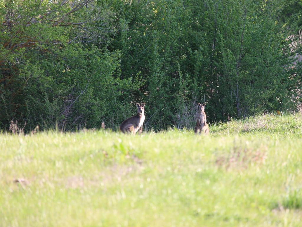 Lot 89 Scenic Dr, Mansfield, VIC 3722