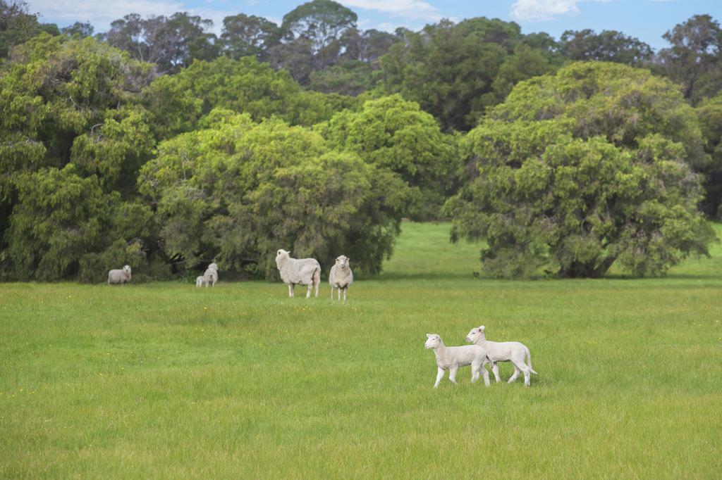 Lot 47 Blackwood Ave, Augusta, WA 6290