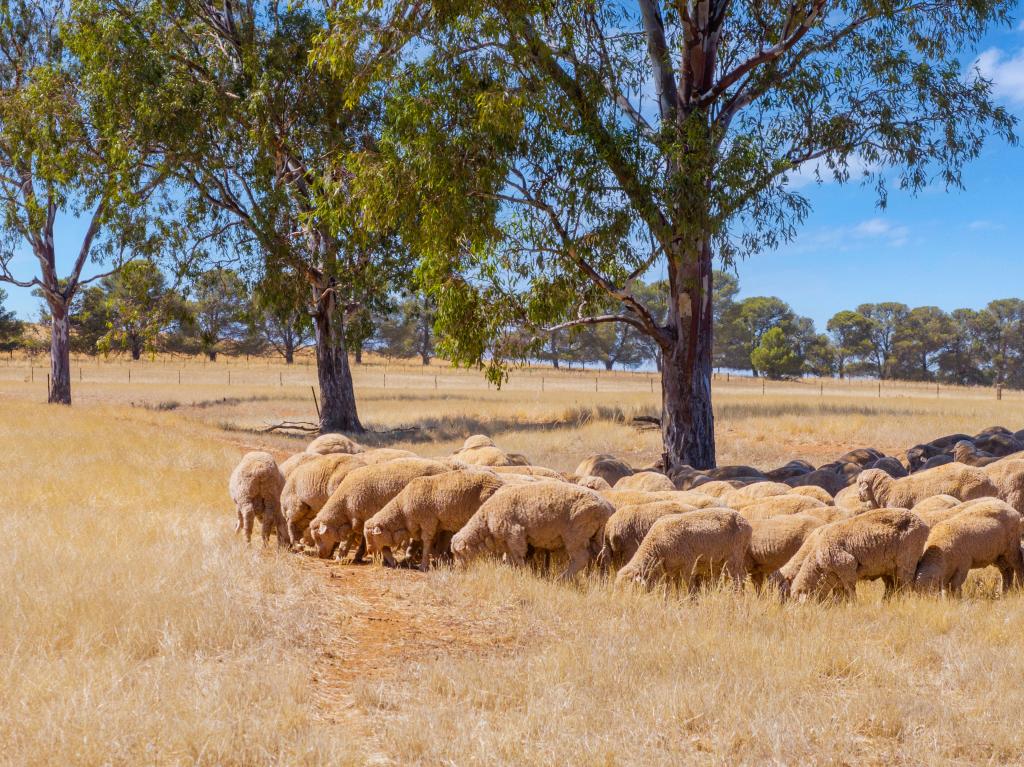 'Klingers' Frost Rd, Mannanarie, SA 5422