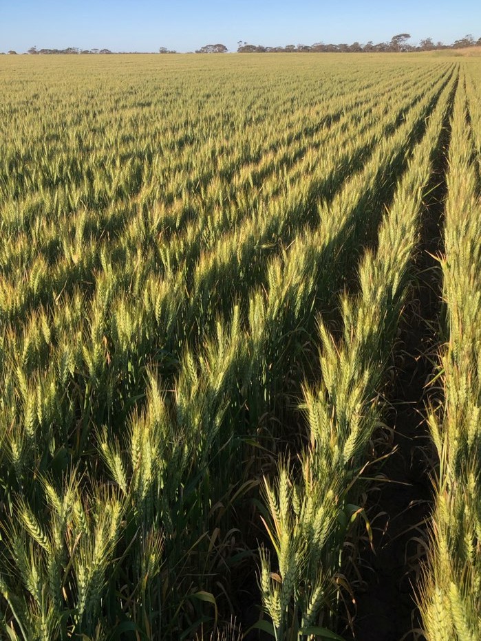 Lot 2432 Holt Rock Rd N, Holt Rock, WA 6355