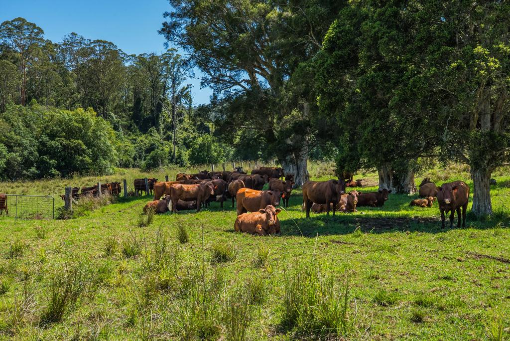 482 Terreel Rd, Wards River, NSW 2422