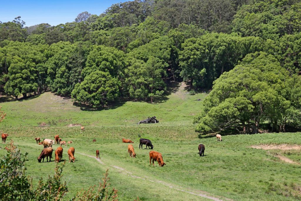 1039 Currumbin Creek Rd, Currumbin Valley, QLD 4223