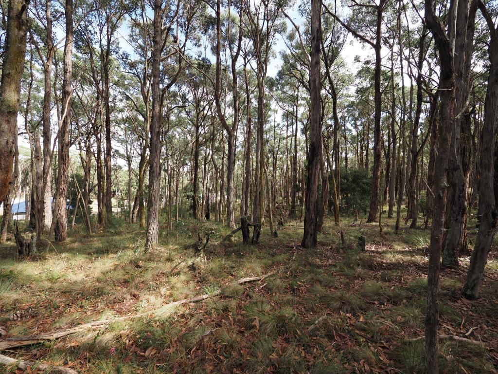 Lot 114 Pine Ct, Dales Creek, VIC 3341
