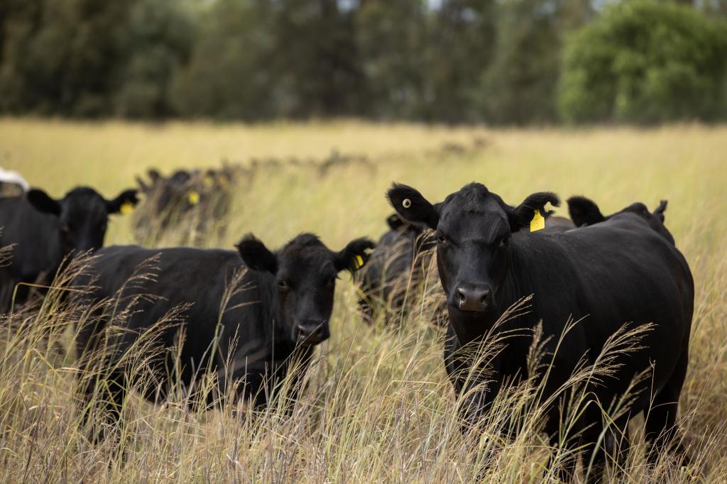 "Minnel" 1625 Minnel Rd, Toobeah, QLD 4498