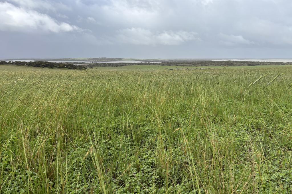 Lot 11 Sceale Bay Rd, Yanerbie, SA 5680