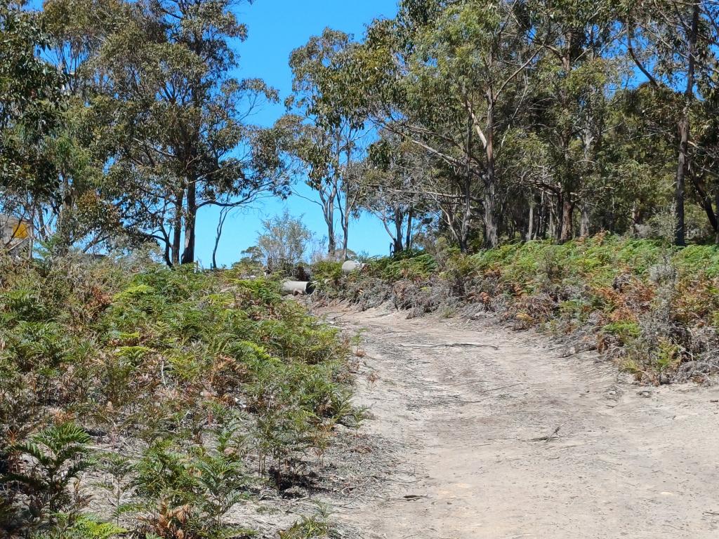 161 Levendale Back Rd, Levendale, TAS 7120