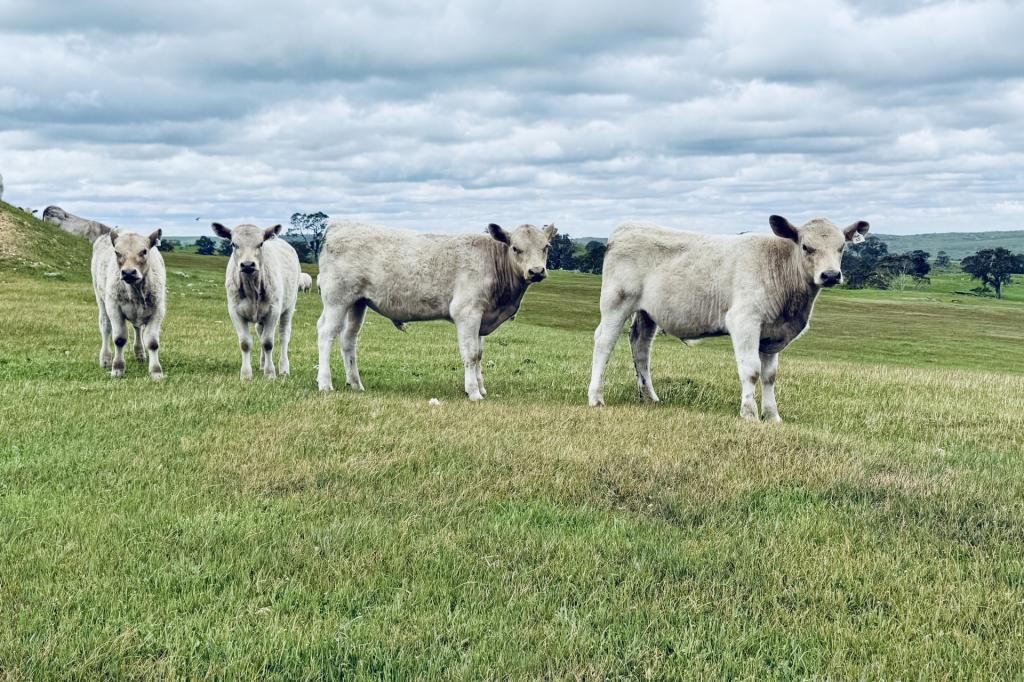 Lot 115 Mcgormans Rd, Tungkillo, SA 5236