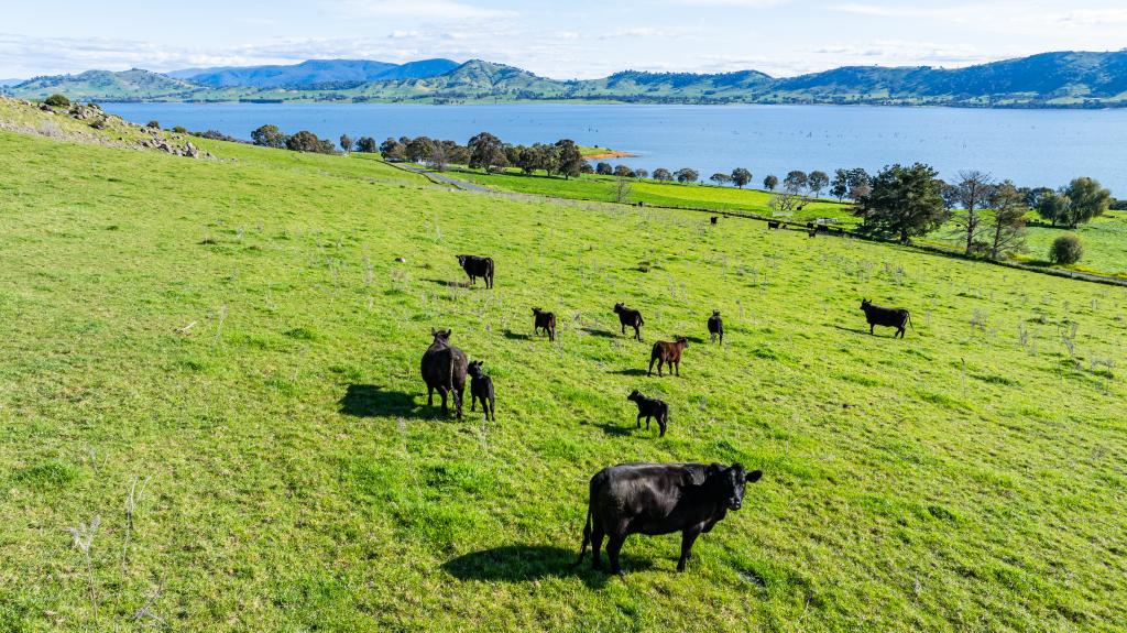 1080 Lake Rd, Bethanga, VIC 3691