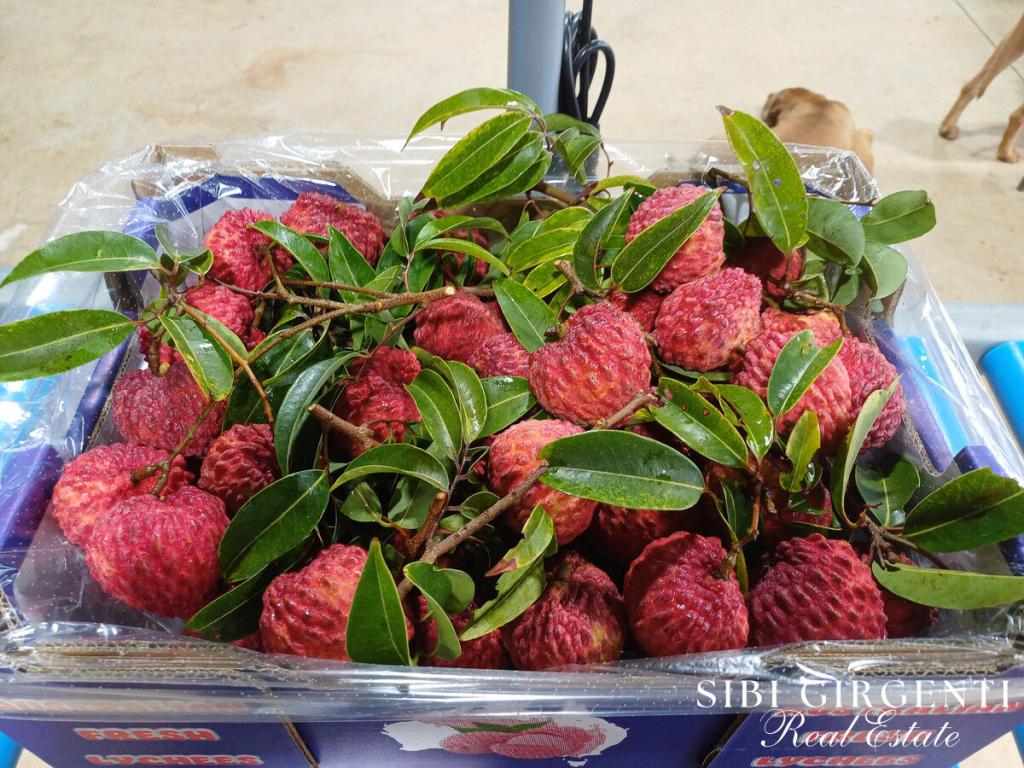 84 Chisari Rd, Mutchilba, QLD 4872