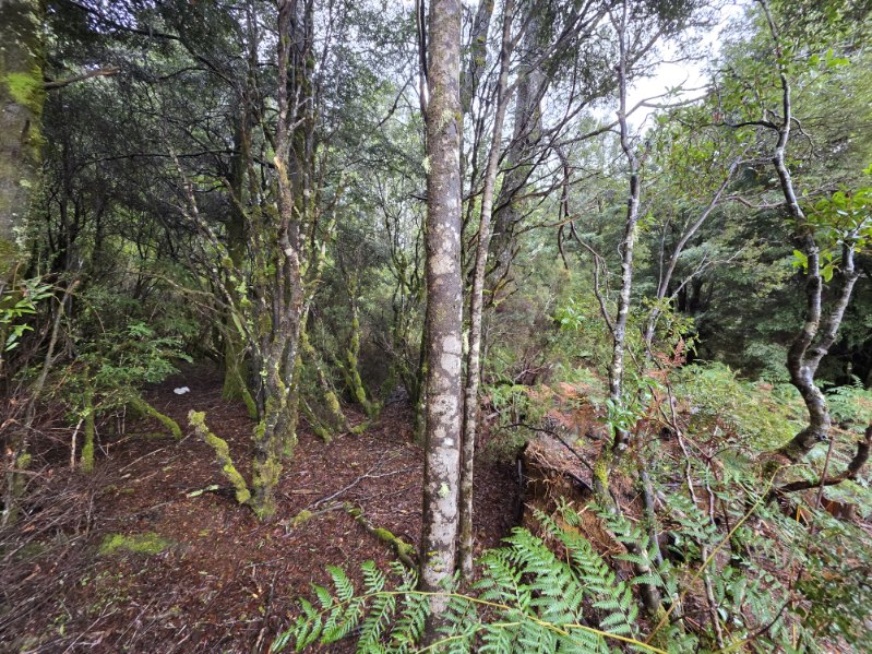 556 Waratah Rd, Waratah, TAS 7321