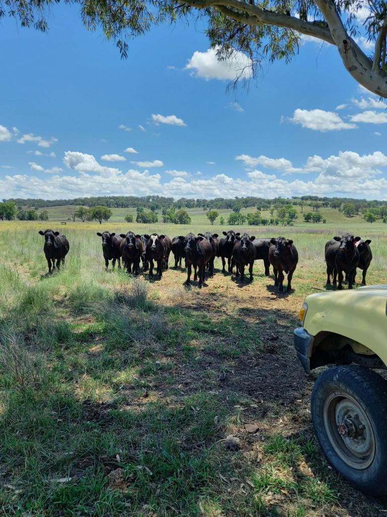325 Toorawandi Rd, Ulamambri, NSW 2357