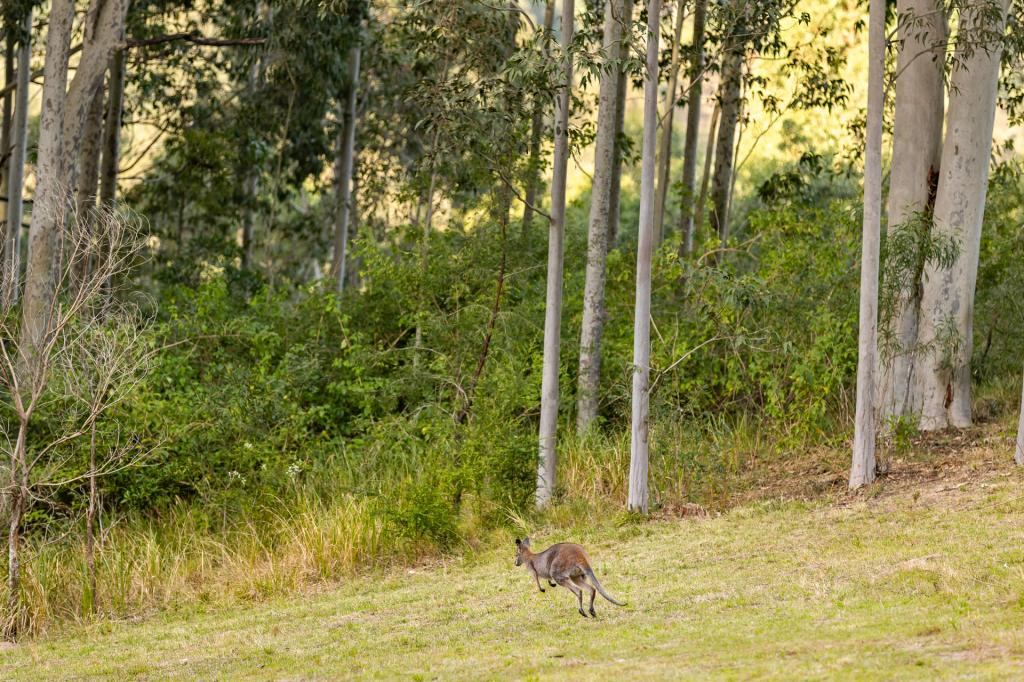 98 Parishs Rd, Hilldale, NSW 2420