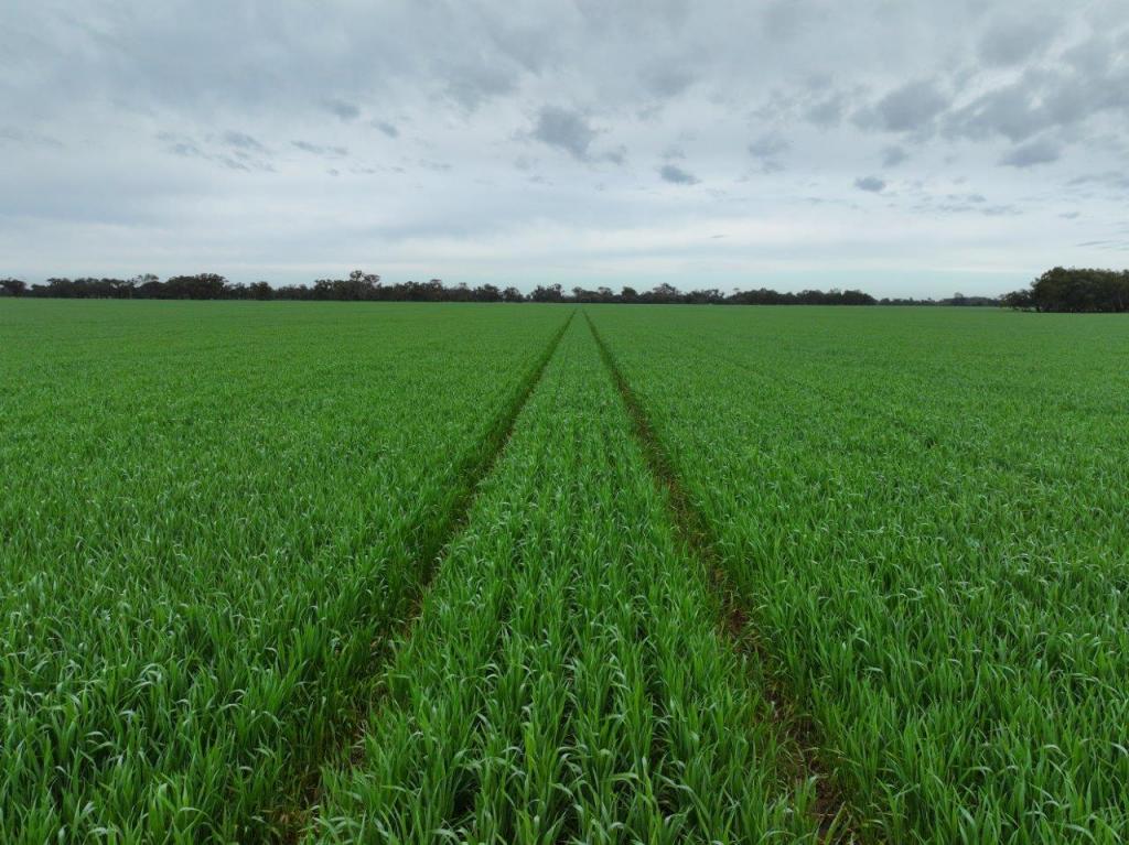 - Drummartin Rd, Drummartin, VIC 3570