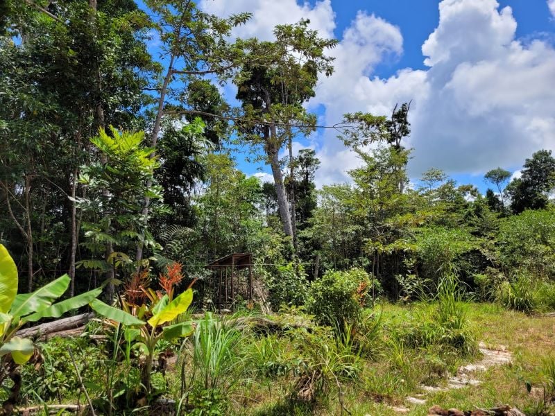 Lot 213 Kelly Rd, Ellinjaa, QLD 4886