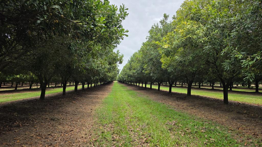 Lot 21 Moylans Lane, Empire Vale, NSW 2478