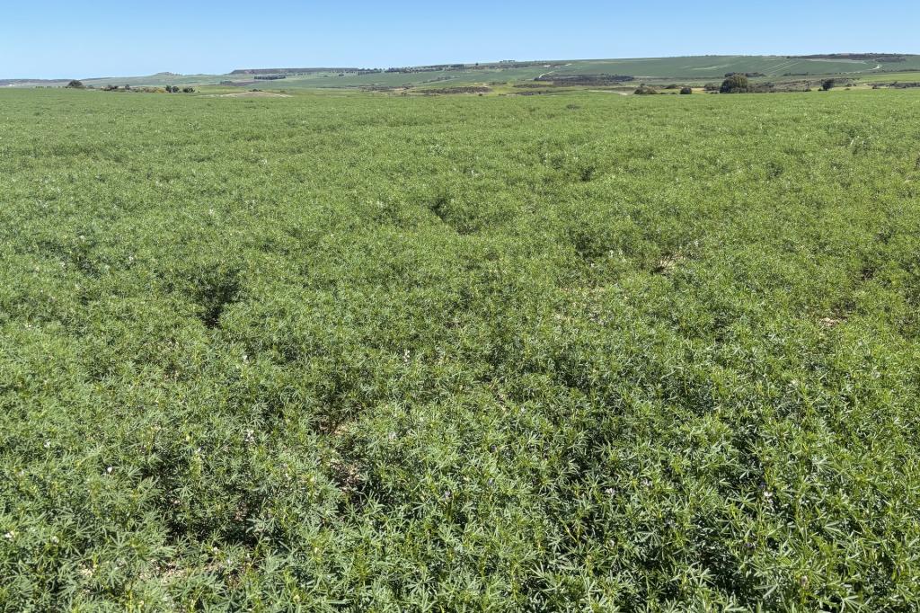 Lot 55 Ahern Pl, Nabawa, WA 6532