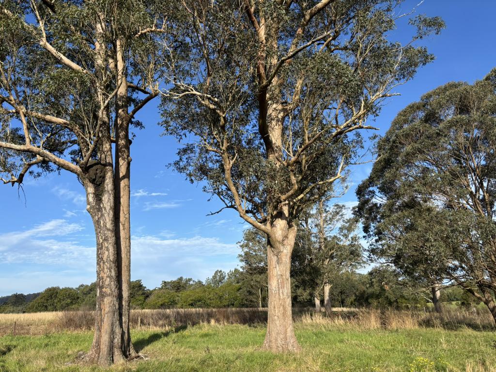 119 Briton Court Rd, Stroud, NSW 2425