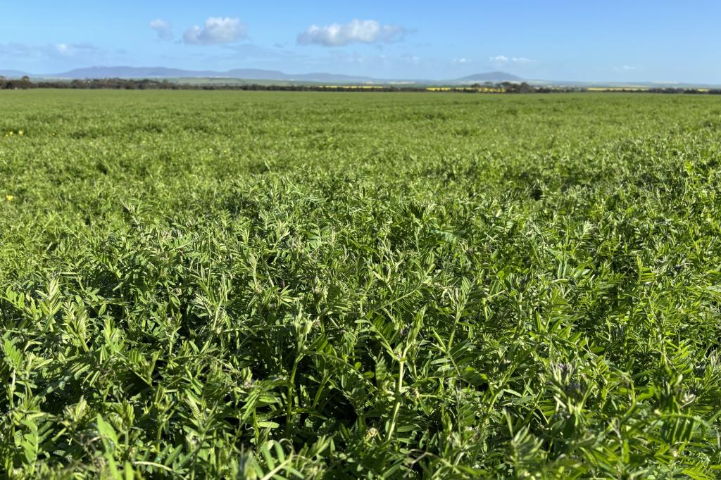 Lot 147 Charlton Gully Rd, Wanilla, SA 5607