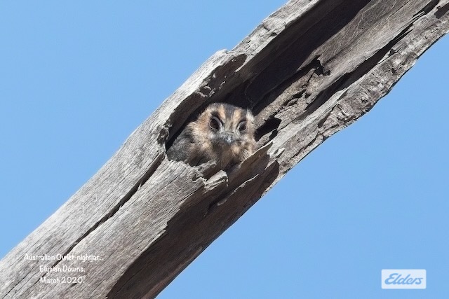 50 WILLIAM PERRY LANE, SEBASTIAN, VIC 3556