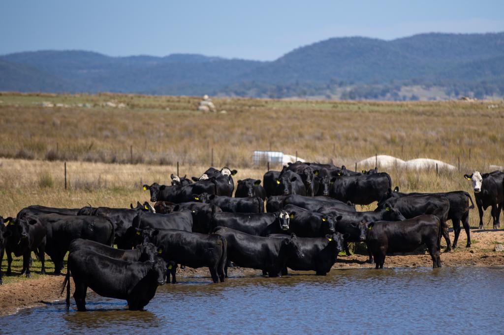 'JACKSONS BLOCK' BENDEMEER RD, KINGSTOWN, NSW 2358