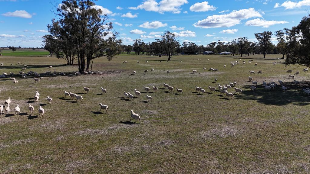 987 Boorr Hills Rd, Parkes, NSW 2870