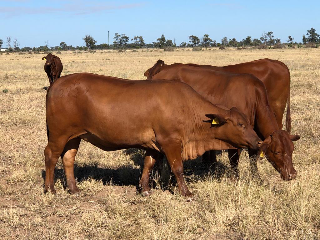 31850 Cunningham Hwy, Goondiwindi, QLD 4390