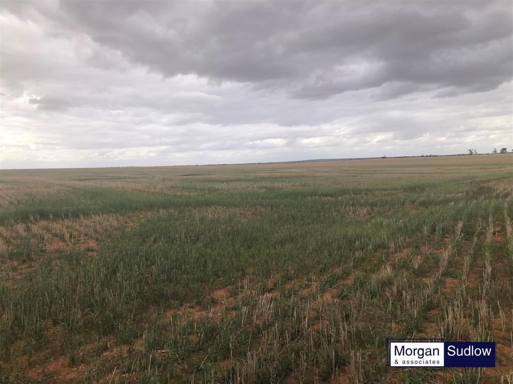 Rural Landholding, Trayning, WA 6488