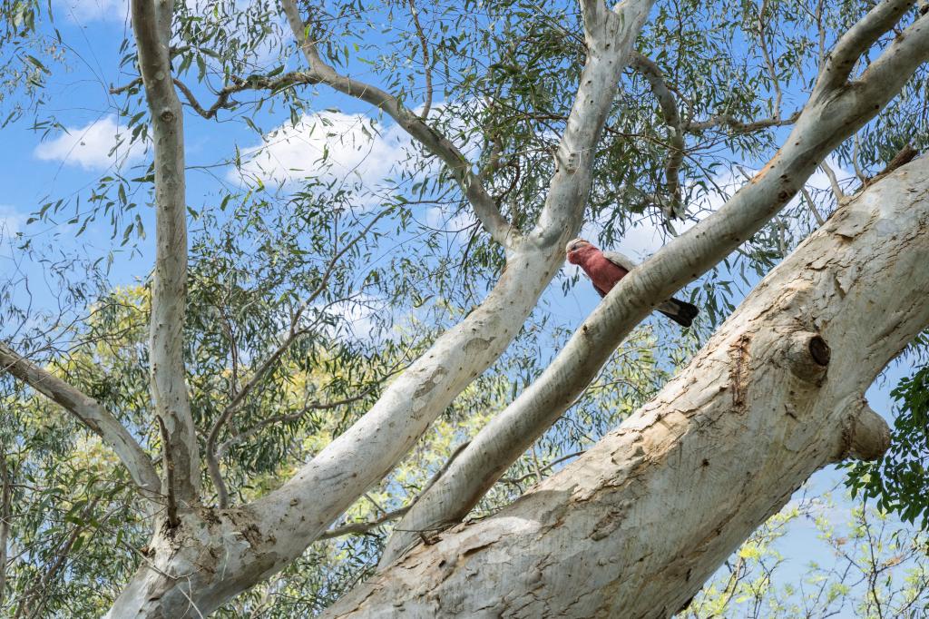 60 Gordon St, Milton, NSW 2538