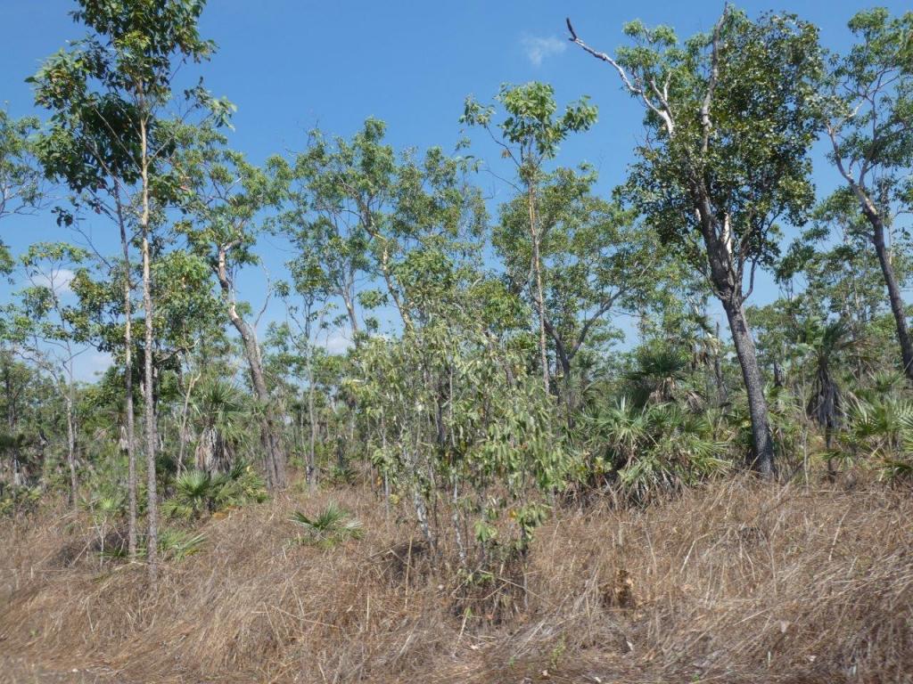 7 Tuey Cl, Blackmore, NT 0822