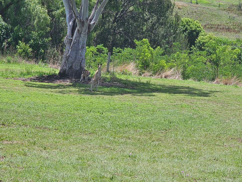 Lot 59 Watts St, Maryvale, QLD 4370