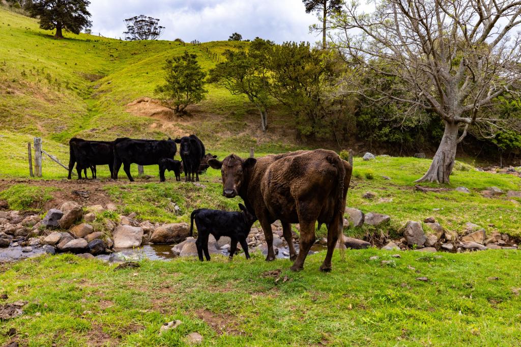 245 Croziers Rd, Jaspers Brush, NSW 2535