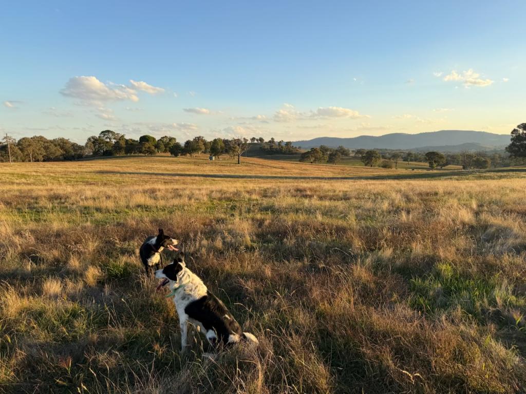 Camerons Hill Lot 172 Reynolds Lane, Binalong, NSW 2584