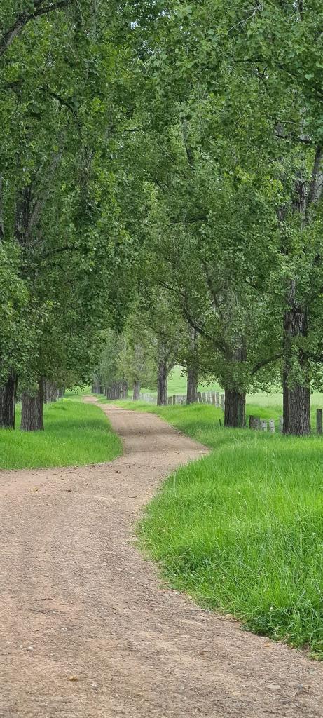 1301 Chichester Dam Road, Bandon Grove, Via, Dungog, NSW 2420