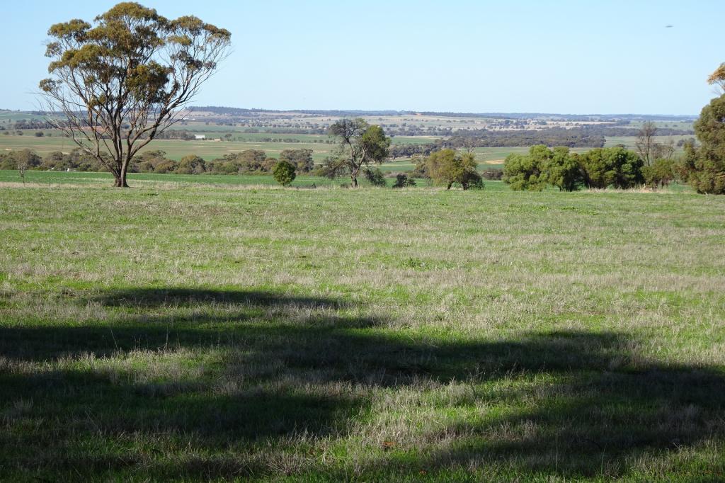 Shaddick Rd, East Pingelly, WA 6308