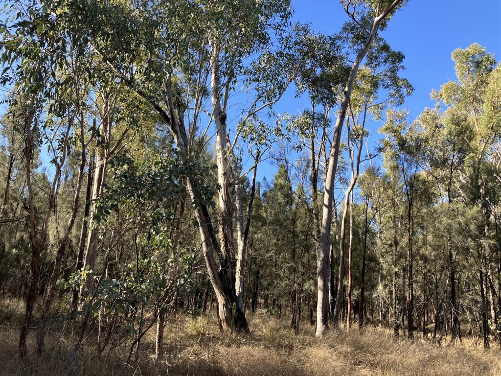 98/L98 Groszmann Rd, Western Creek, QLD 4357