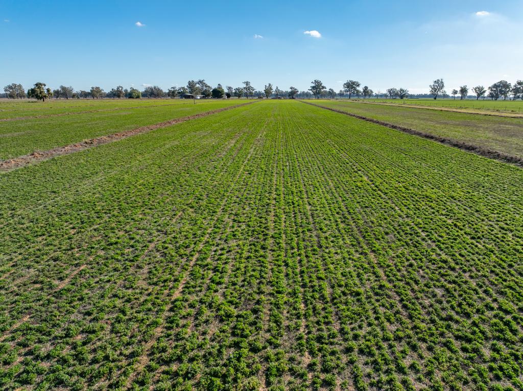 81 Dowra Lane, Jemalong, NSW 2871