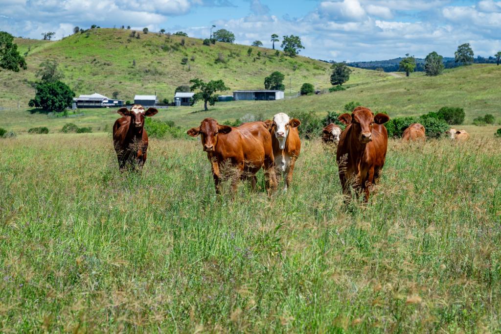 'Double Knob' Nangur Rd, Tansey, QLD 4601