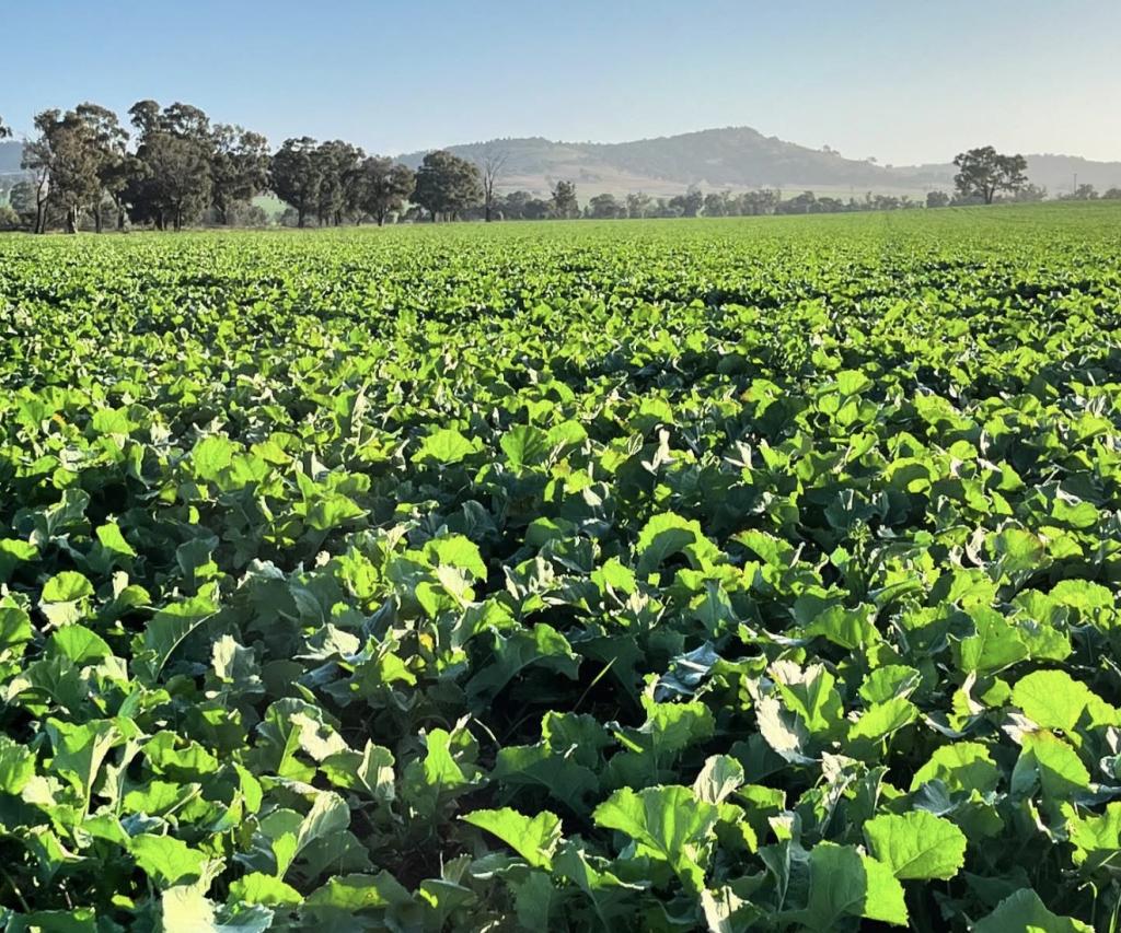 935 Nangar Rd, Canowindra, NSW 2804