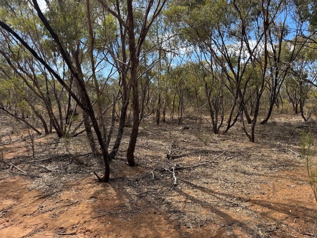 Lot 2 Josephine Dr, Wedderburn, VIC 3518