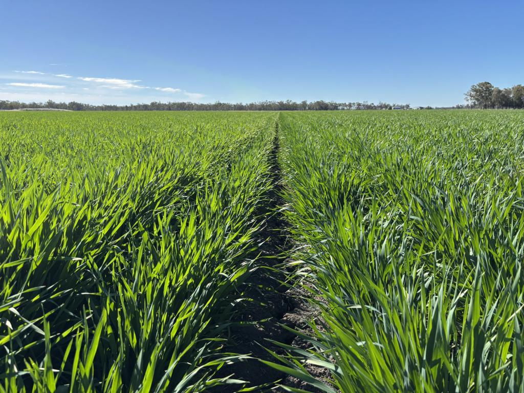 Contact Agent For Address, Goondiwindi, QLD 4390
