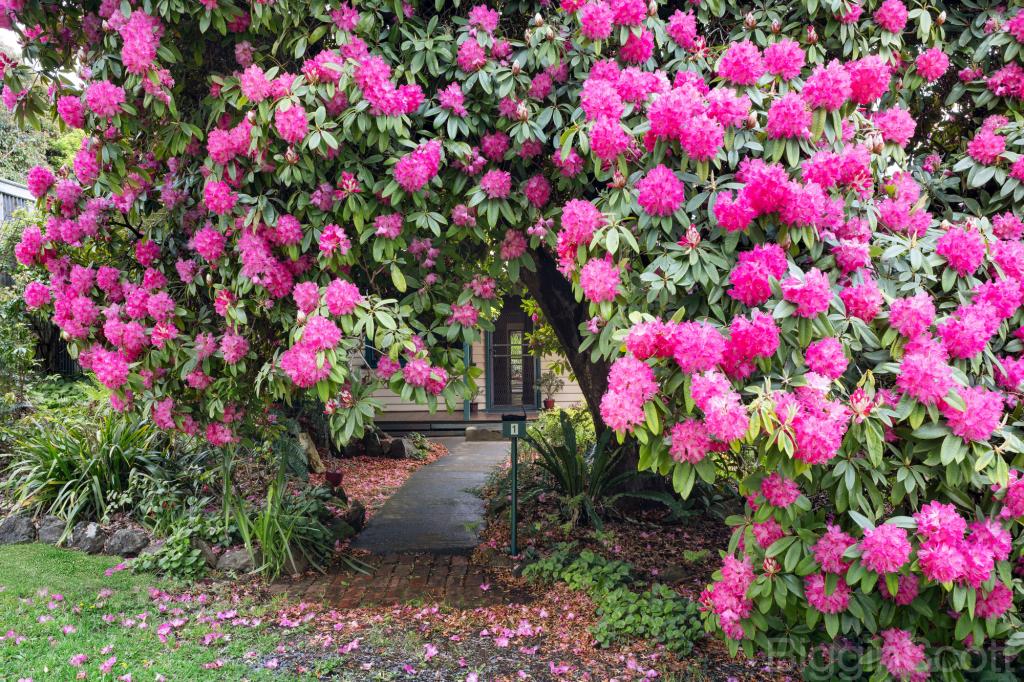 1 CENTRAL SPRINGS RD, DAYLESFORD, VIC 3460